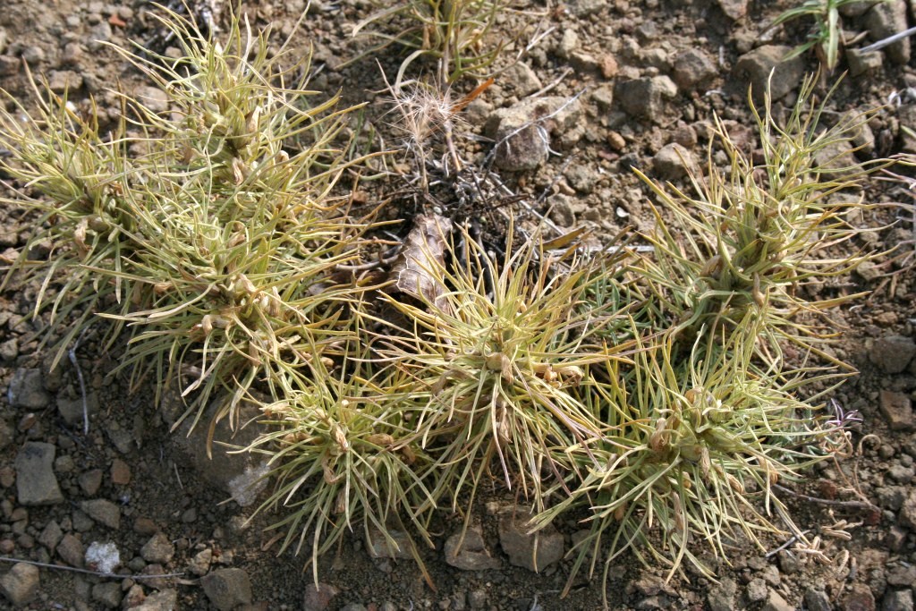 Image of Bungea trifida specimen.