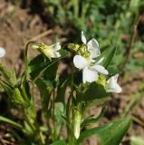 Viola pumila. Верхушки побегов с раскрывшимися и нераскрывшимся цветками. Восточный Казахстан, Глубоковский р-н, окр. с. Бобровка, луг. 14.05.2013.