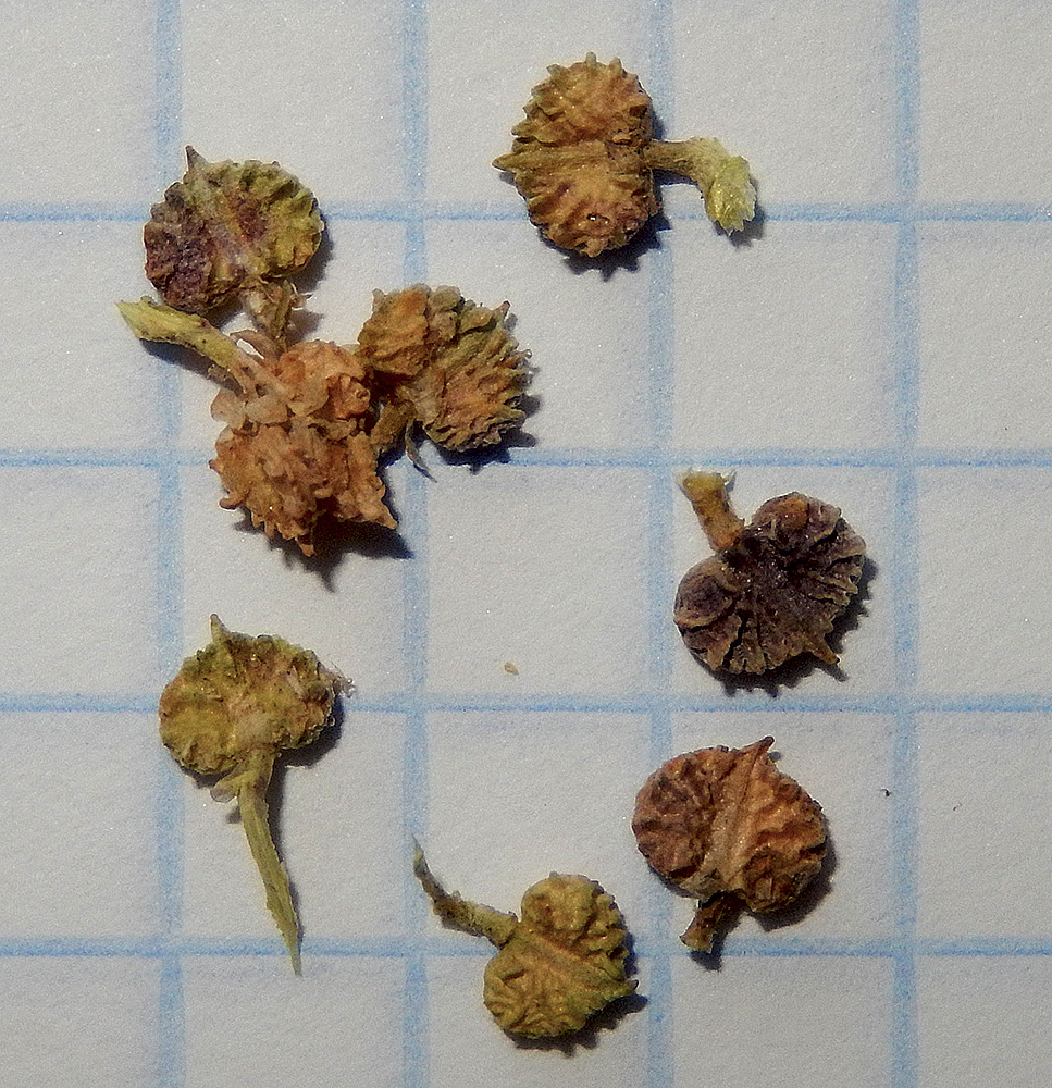 Image of Coronopus squamatus specimen.