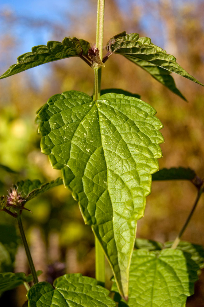 Image of Agastache foeniculum specimen.