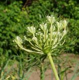 Daucus sativus