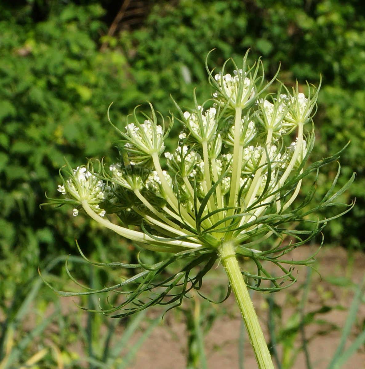 Изображение особи Daucus sativus.