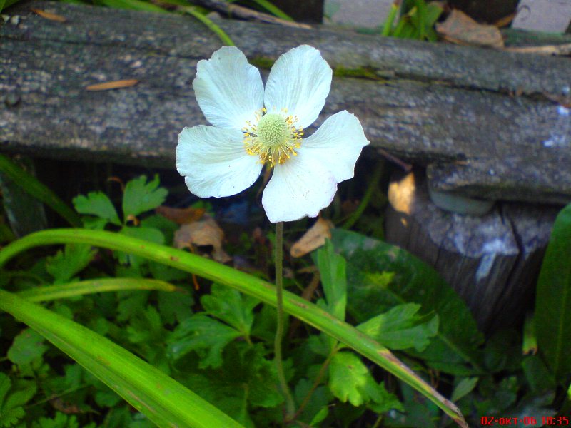 Изображение особи Anemone sylvestris.