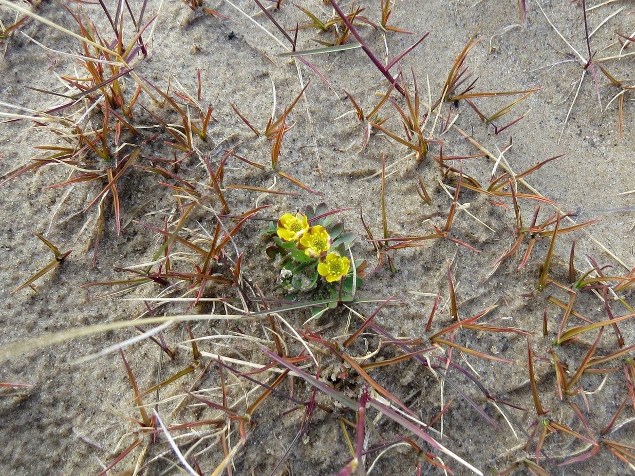 Image of Ranunculus nivalis specimen.