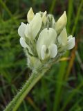 Oxytropis evenorum. Побег в начале цветения. Магаданская обл., Ольский р-н, Ольское побережье, распадок руч. Наледный, на сопке. 01.07.2016.