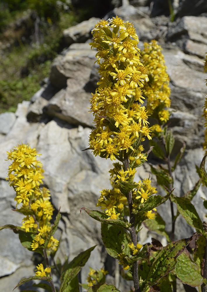 Image of Solidago virgaurea ssp. caucasica specimen.