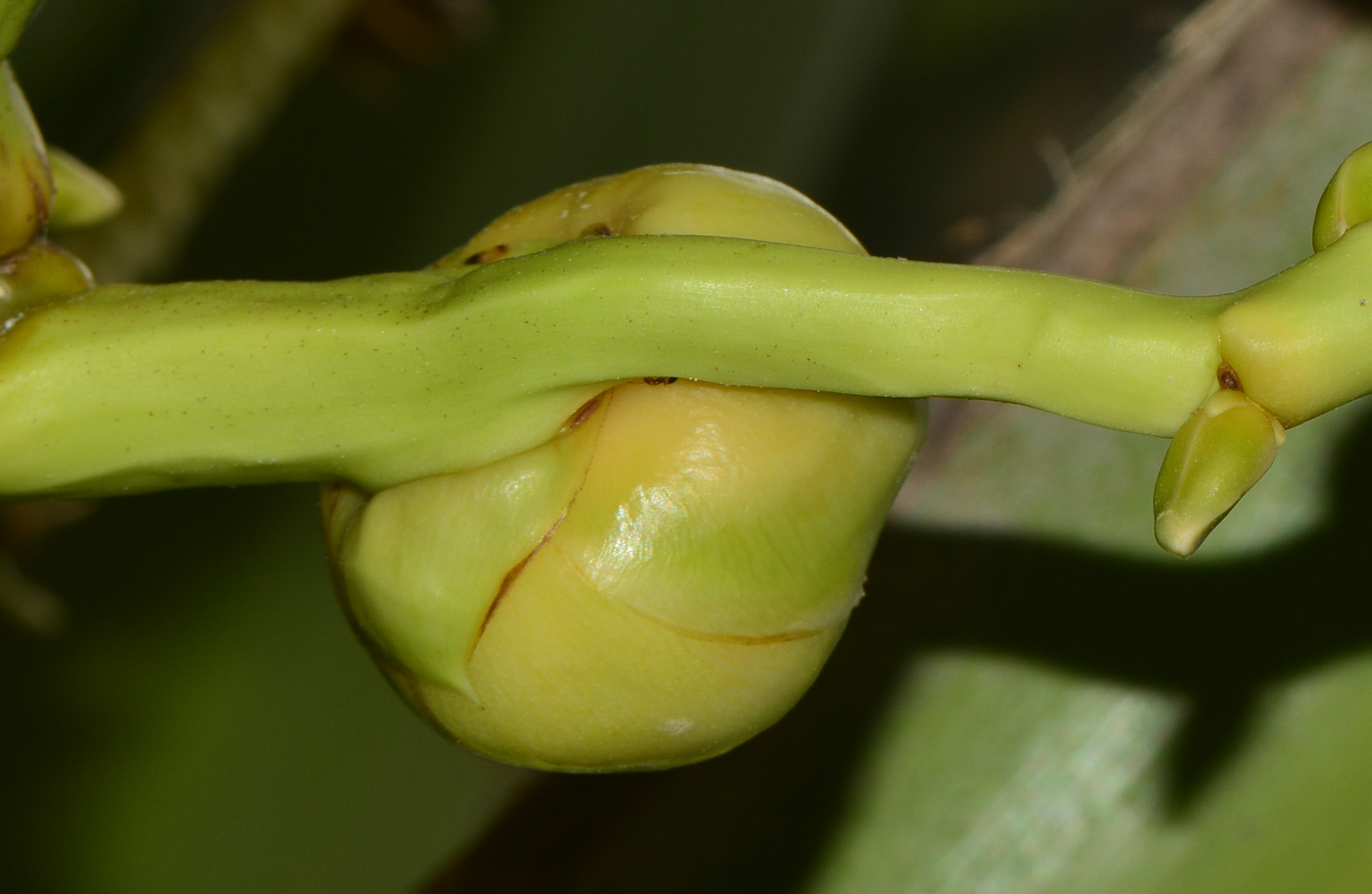 Image of Cocos nucifera specimen.
