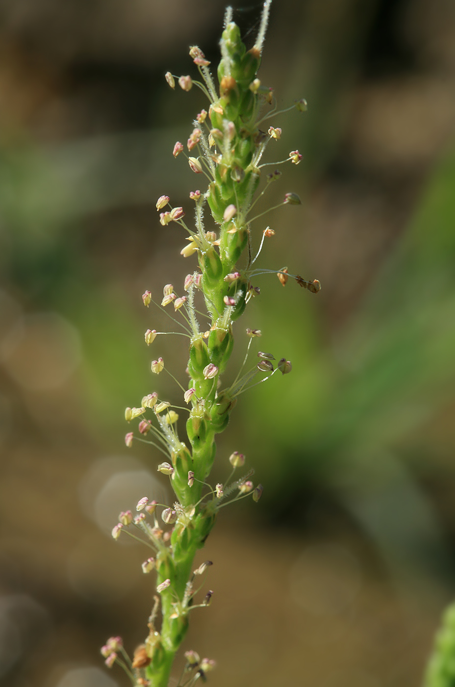 Image of Plantago asiatica specimen.