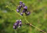 Aconitum neosachalinense