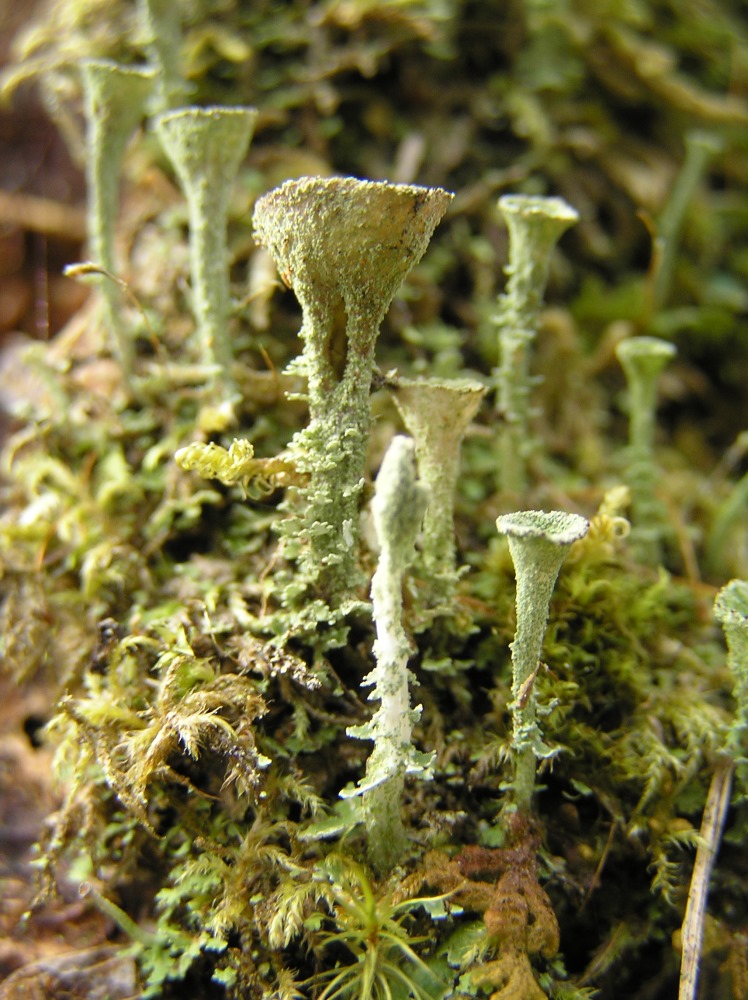 Изображение особи род Cladonia.
