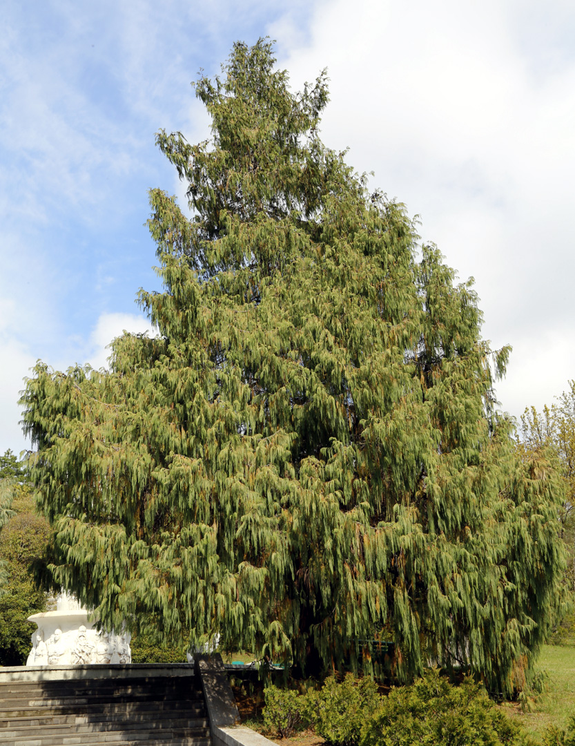 Image of Cupressus cashmeriana specimen.