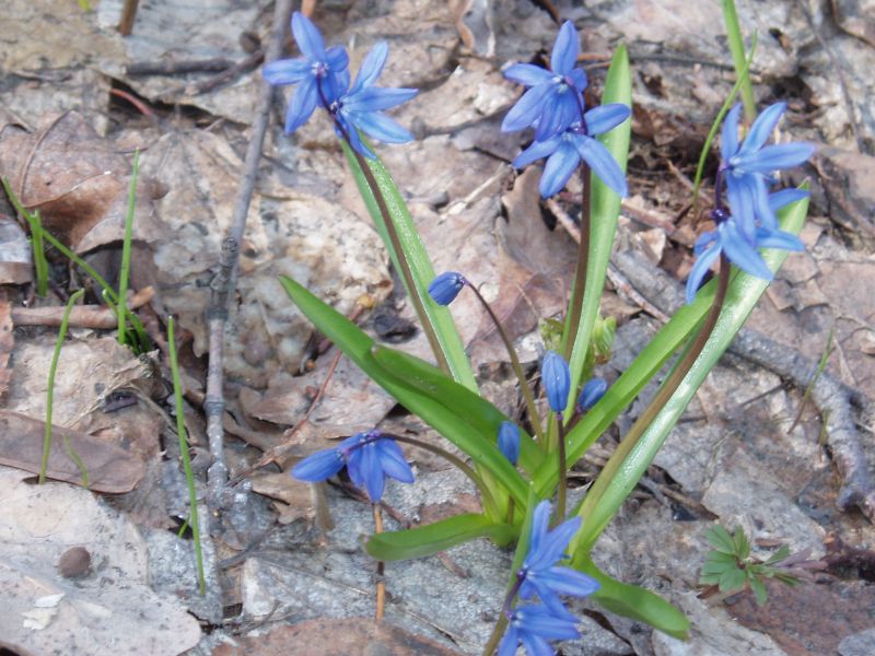 Изображение особи Scilla siberica.