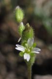 Cerastium syvaschicum. Цветок. Крым, Керченский п-ов, степь. 29.04.2017.