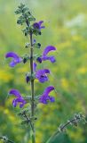Salvia pratensis