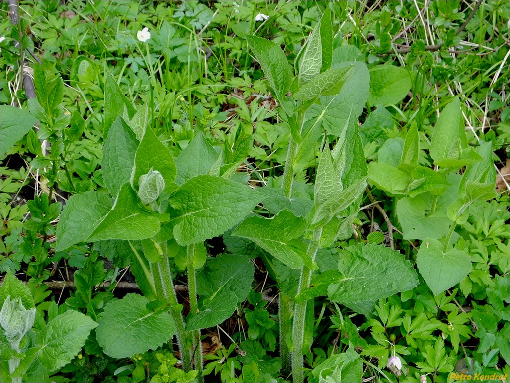 Изображение особи Doronicum austriacum.