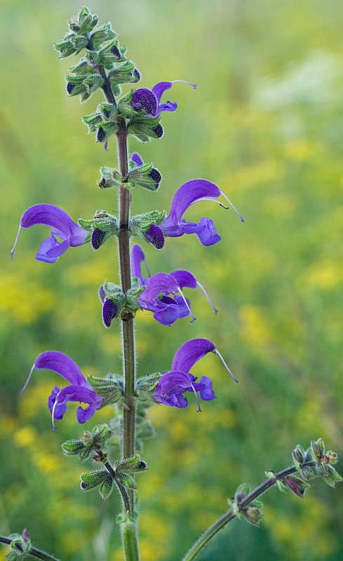 Изображение особи Salvia pratensis.