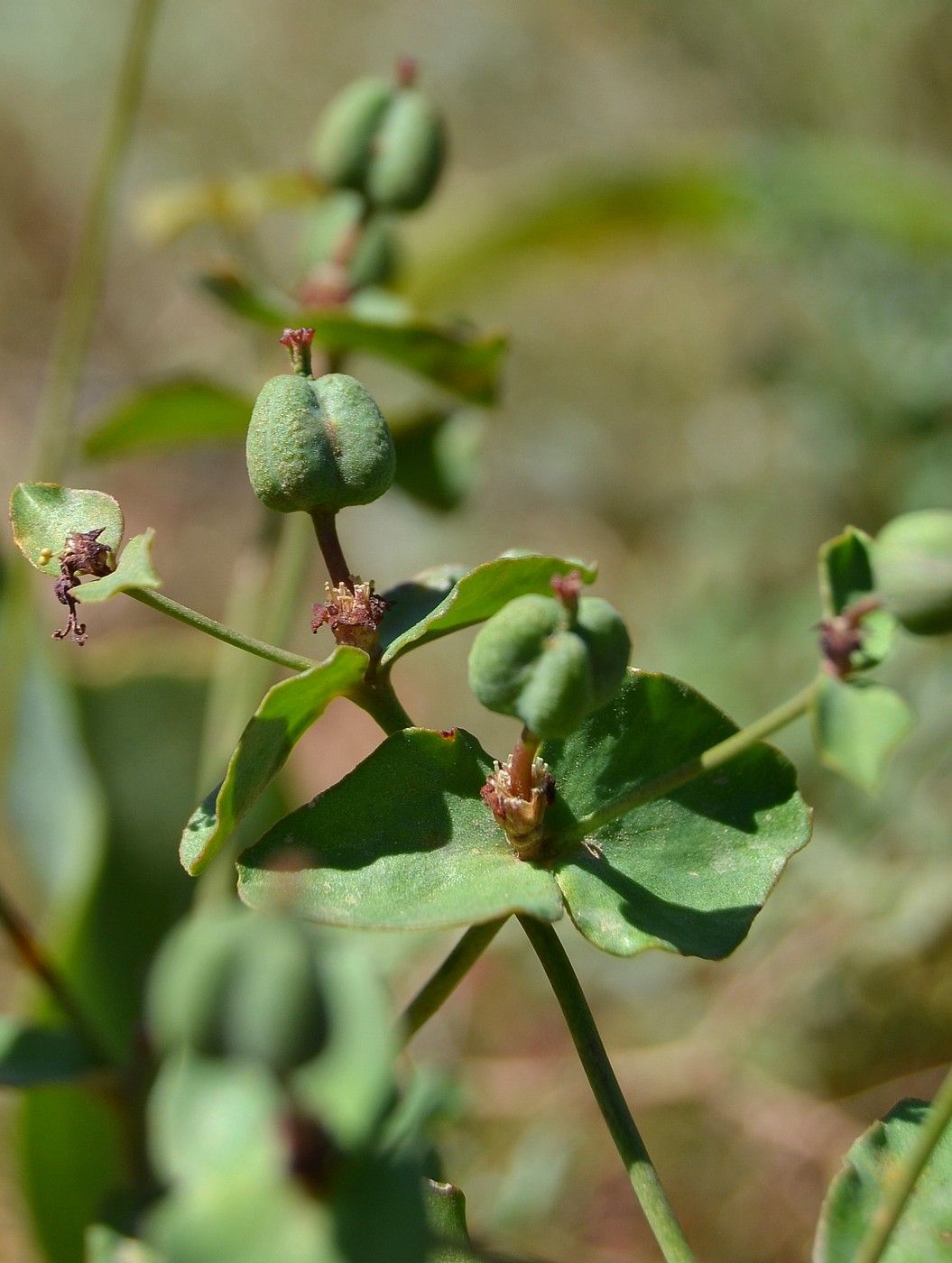 Image of Euphorbia undulata specimen.