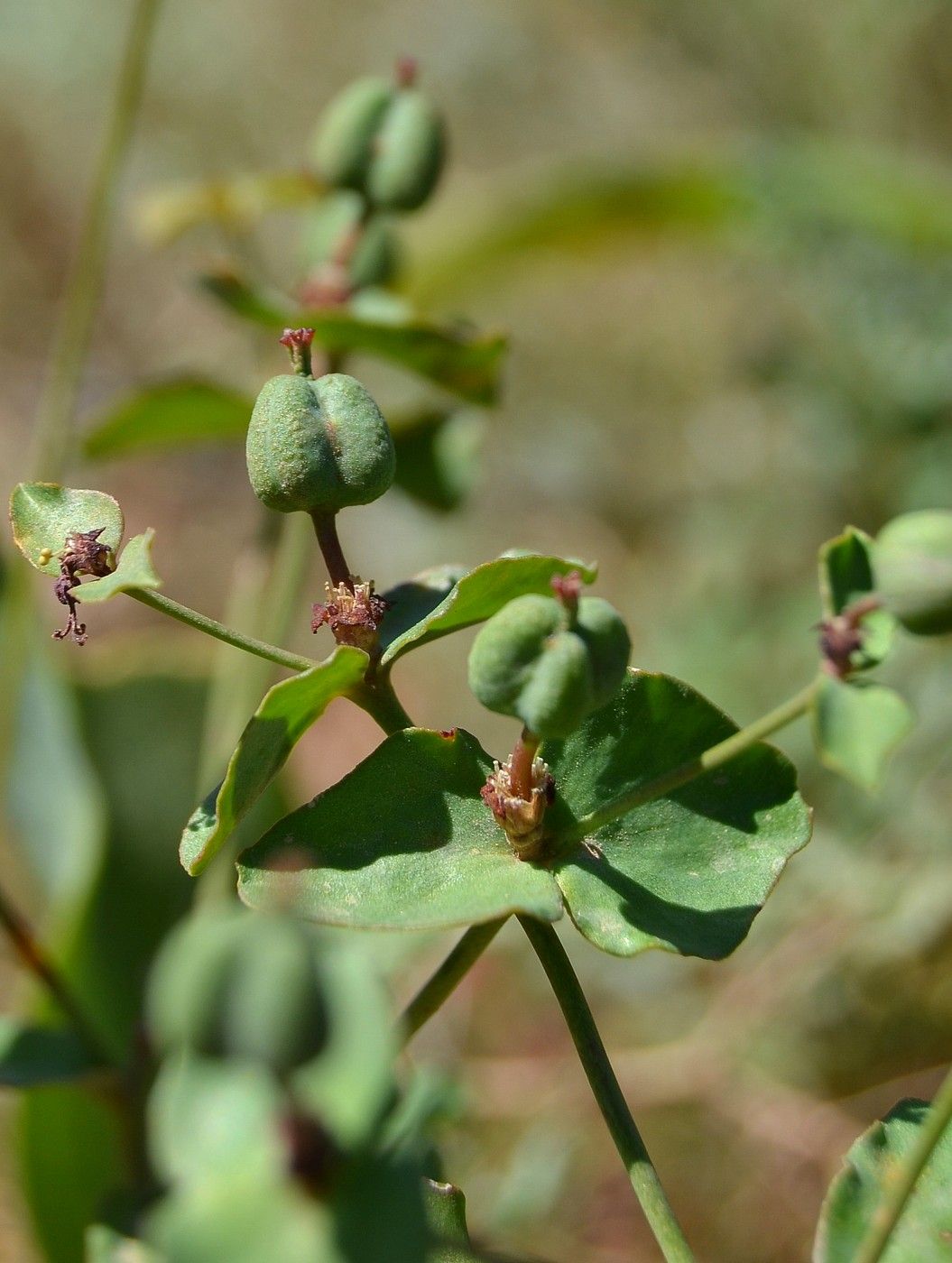 Изображение особи Euphorbia undulata.