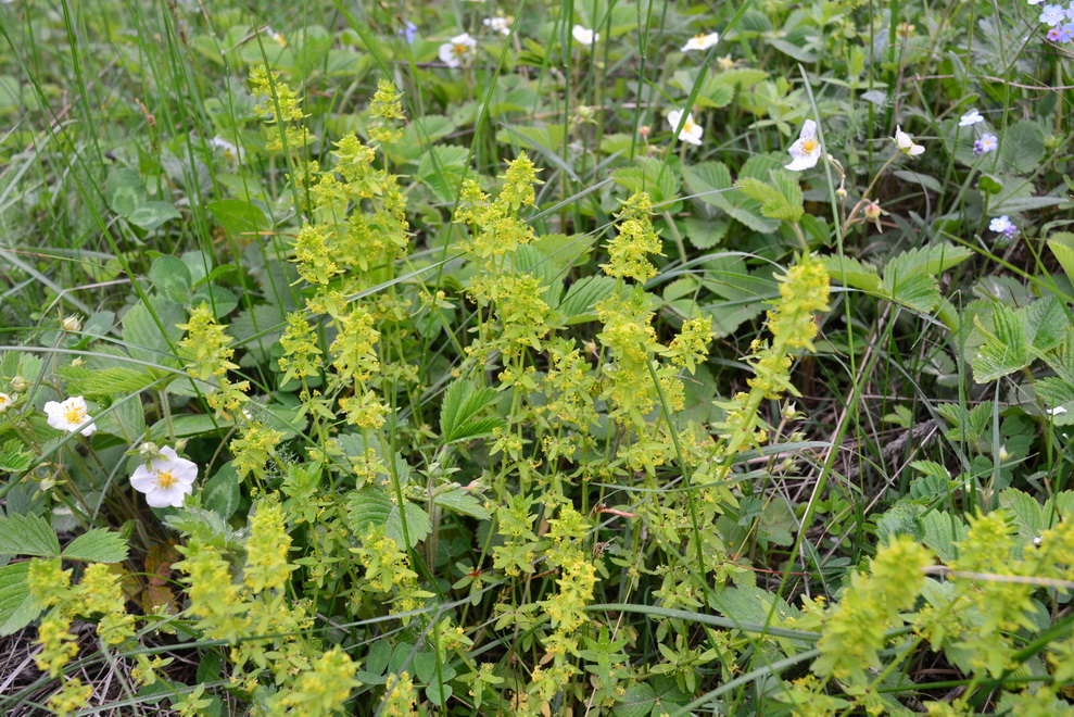 Изображение особи Cruciata laevipes.