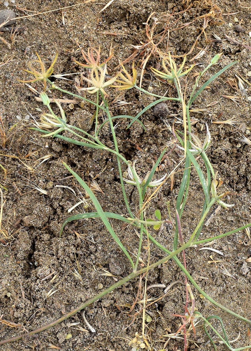 Image of Koelpinia linearis specimen.