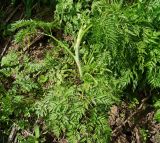 Anthriscus sylvestris var. nemorosa