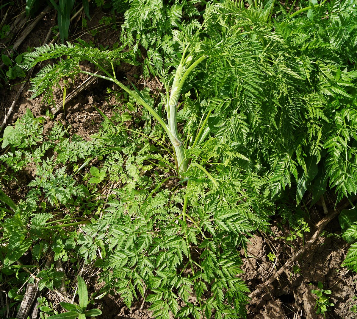 Изображение особи Anthriscus sylvestris var. nemorosa.