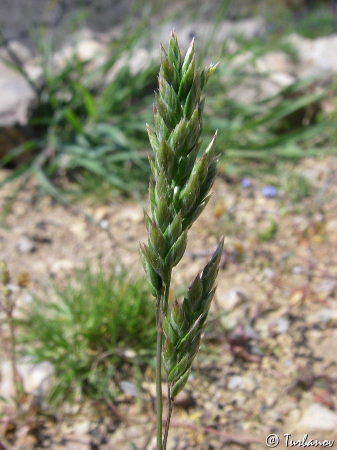Image of Poa bulbosa specimen.
