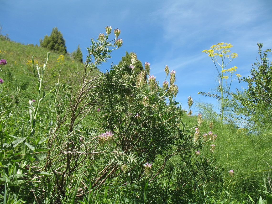 Изображение особи Astragalus ugamicus.