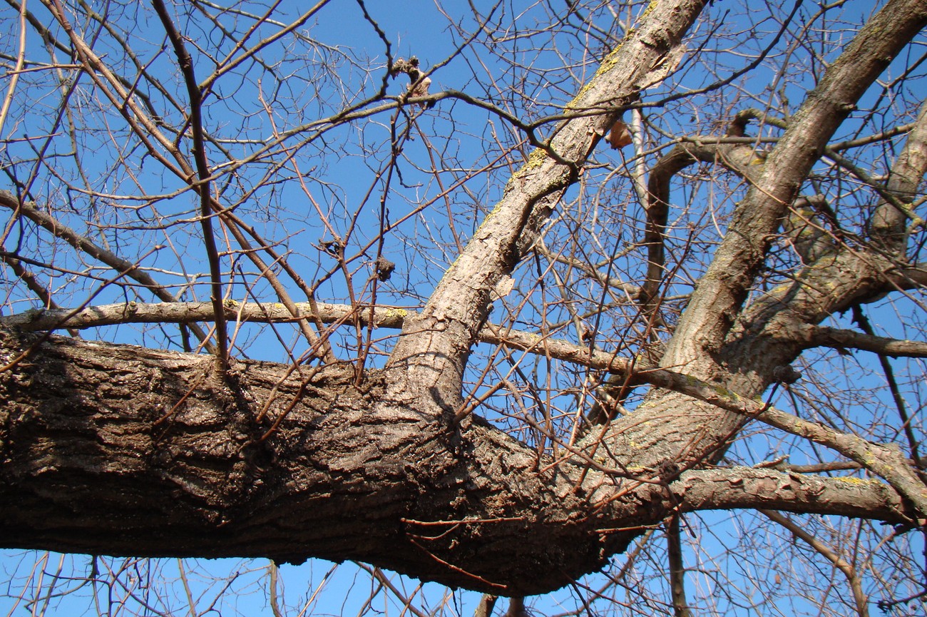 Image of Ulmus minor specimen.