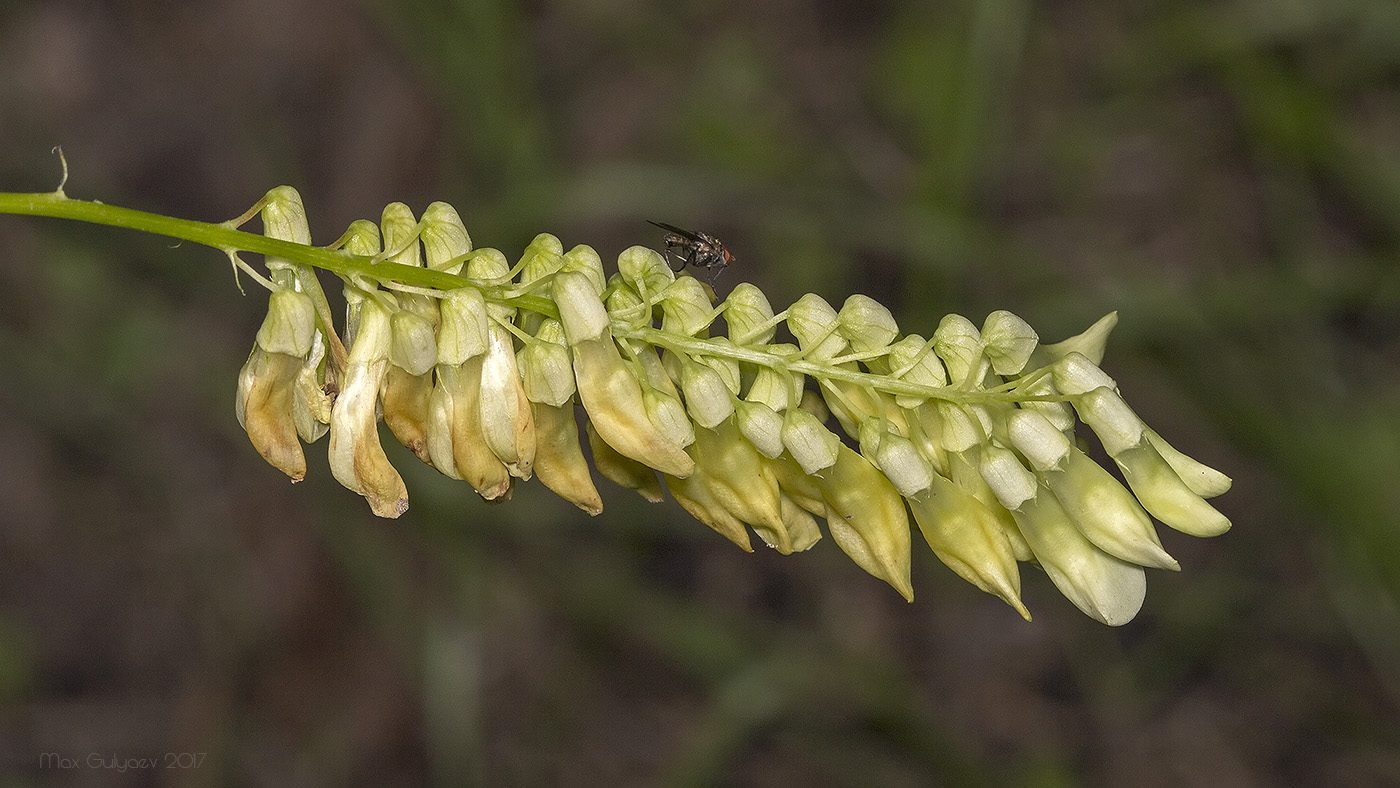 Image of Vicia pisiformis specimen.