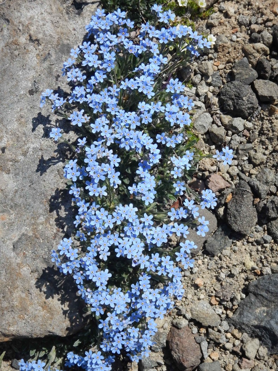 Image of Eritrichium kamtschaticum specimen.