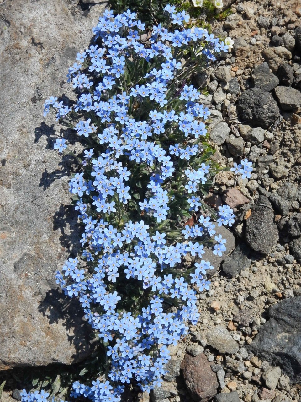 Изображение особи Eritrichium sericeum.