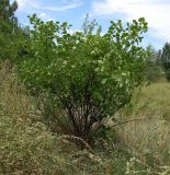 Ptelea trifoliata