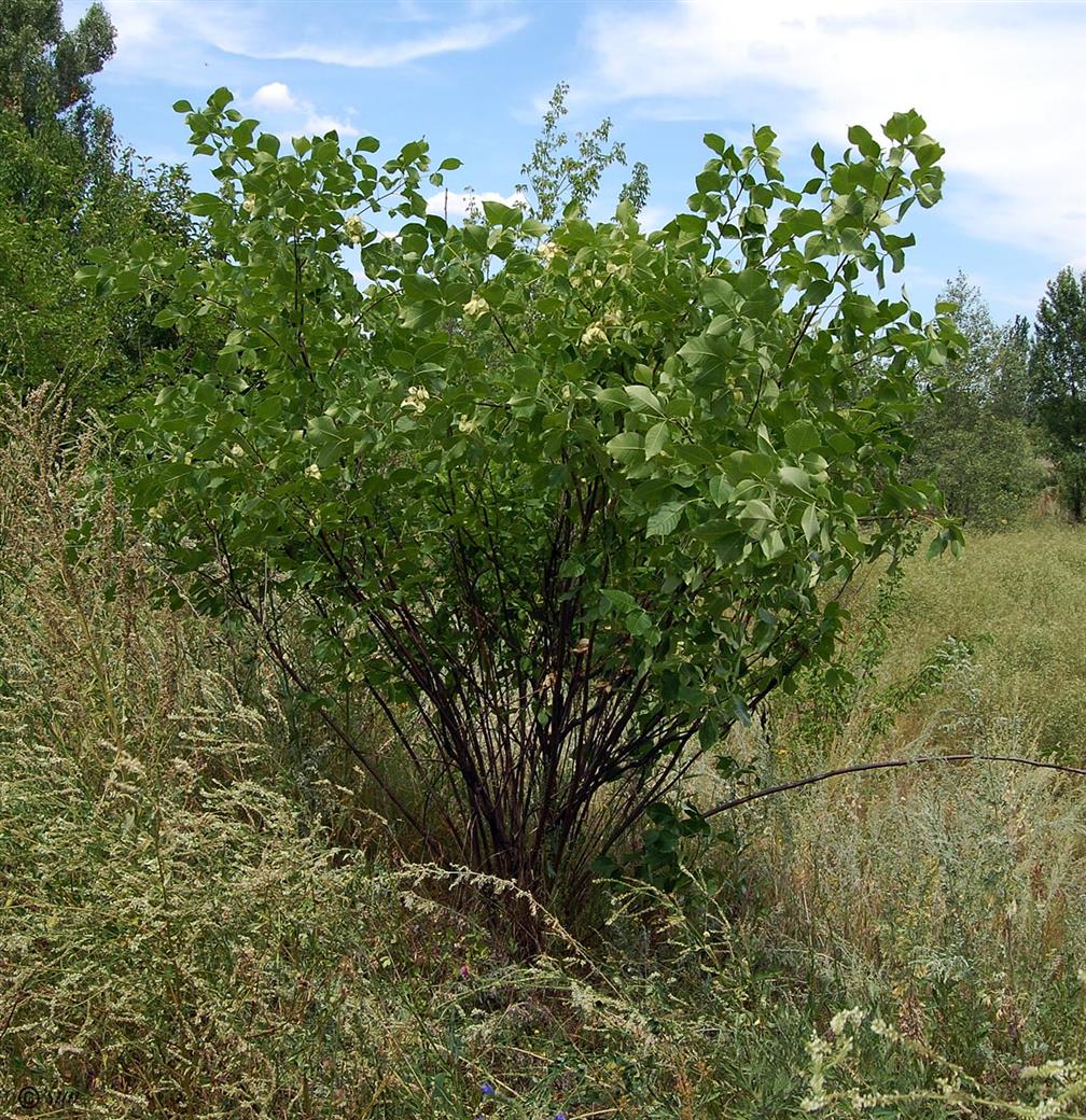 Изображение особи Ptelea trifoliata.