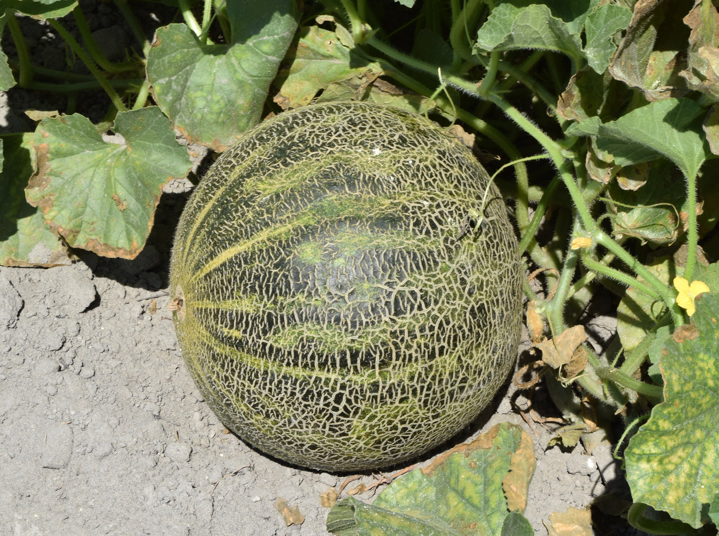 Image of Melo sativus specimen.