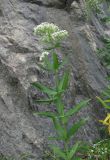 Galium valantioides