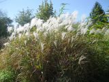 genus Miscanthus. Отцветшие растения. Волгоград, пос. Металлургов, Региональный Ботсад, в культуре. 24.09.2015.