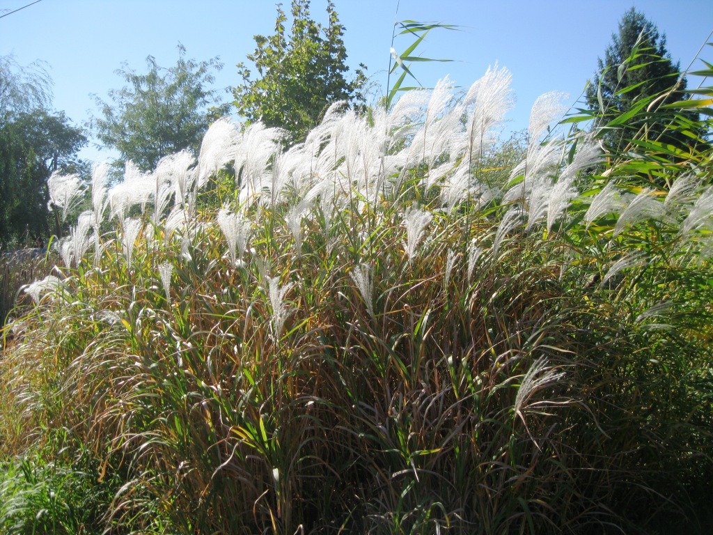 Изображение особи род Miscanthus.