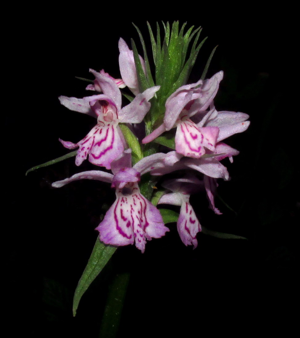 Image of Dactylorhiza fuchsii specimen.