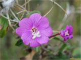 Epilobium hirsutum. Цветки. Украина, Ивано-Франковская обл., Долинский р-н, окр. г. Долина, необрабатываемый луг, разнотравье. 09.09.2017.