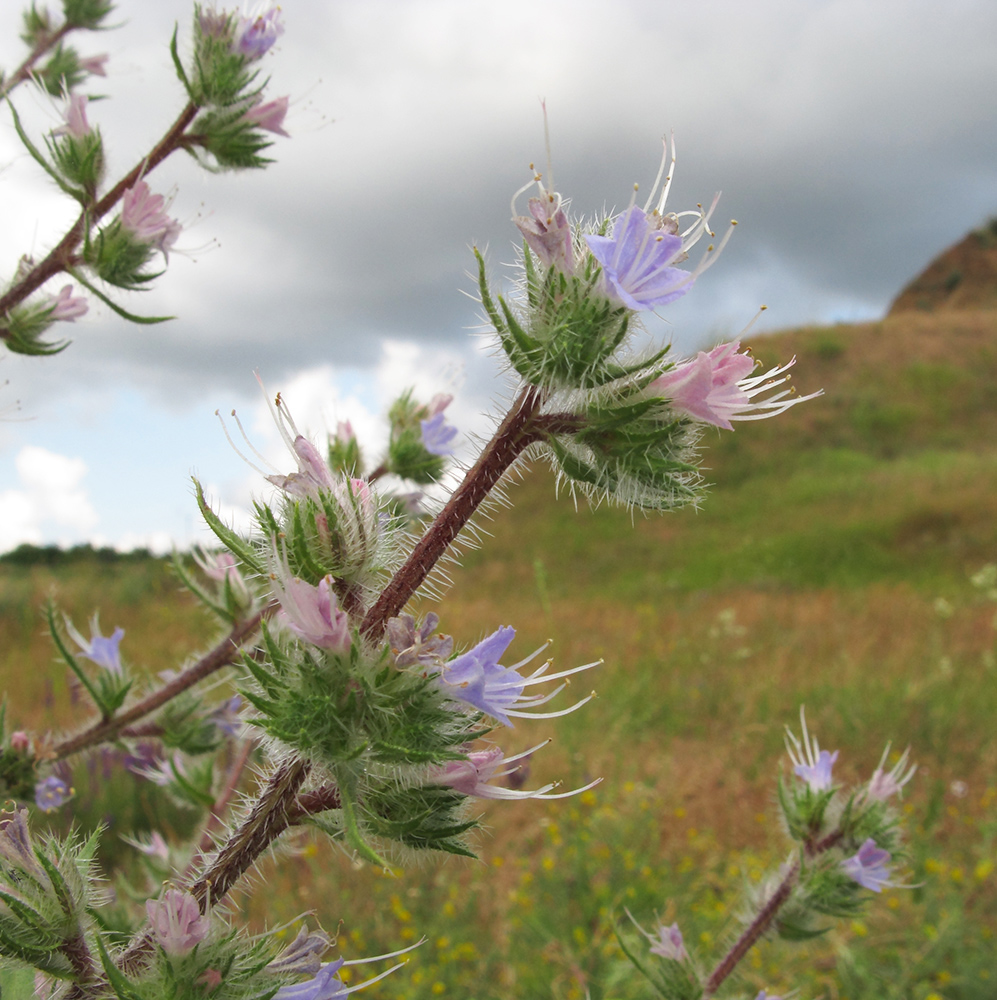 Image of Echium biebersteinii specimen.