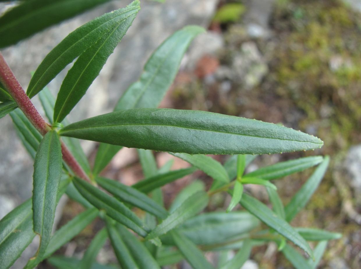 Image of Chamaenerion colchicum specimen.