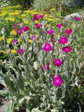 Lychnis coronaria