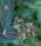 genus Deutzia