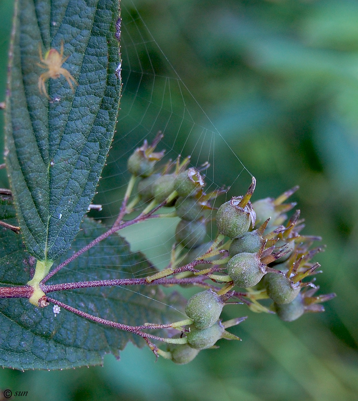 Image of genus Deutzia specimen.