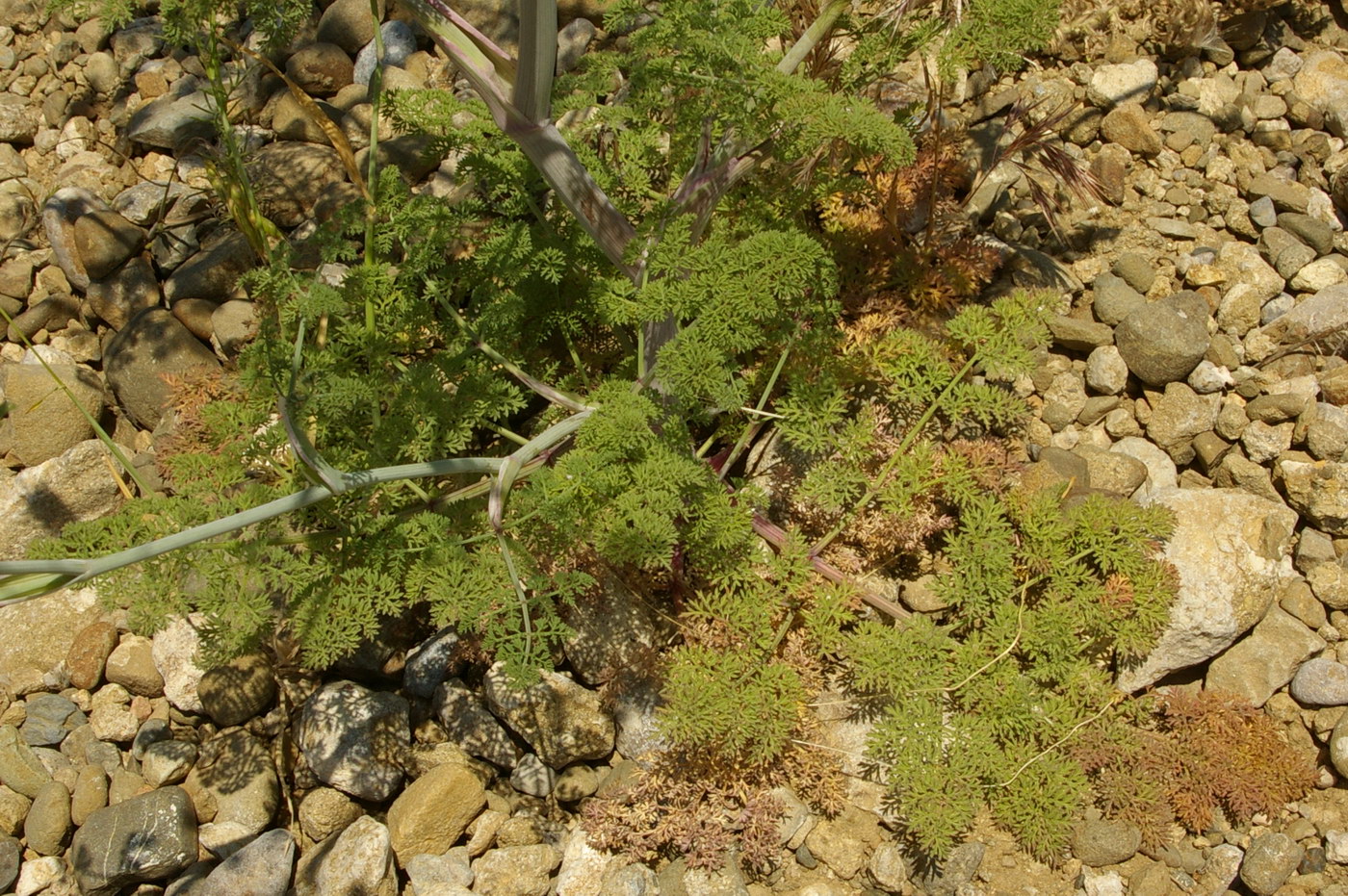 Изображение особи Astrodaucus littoralis.