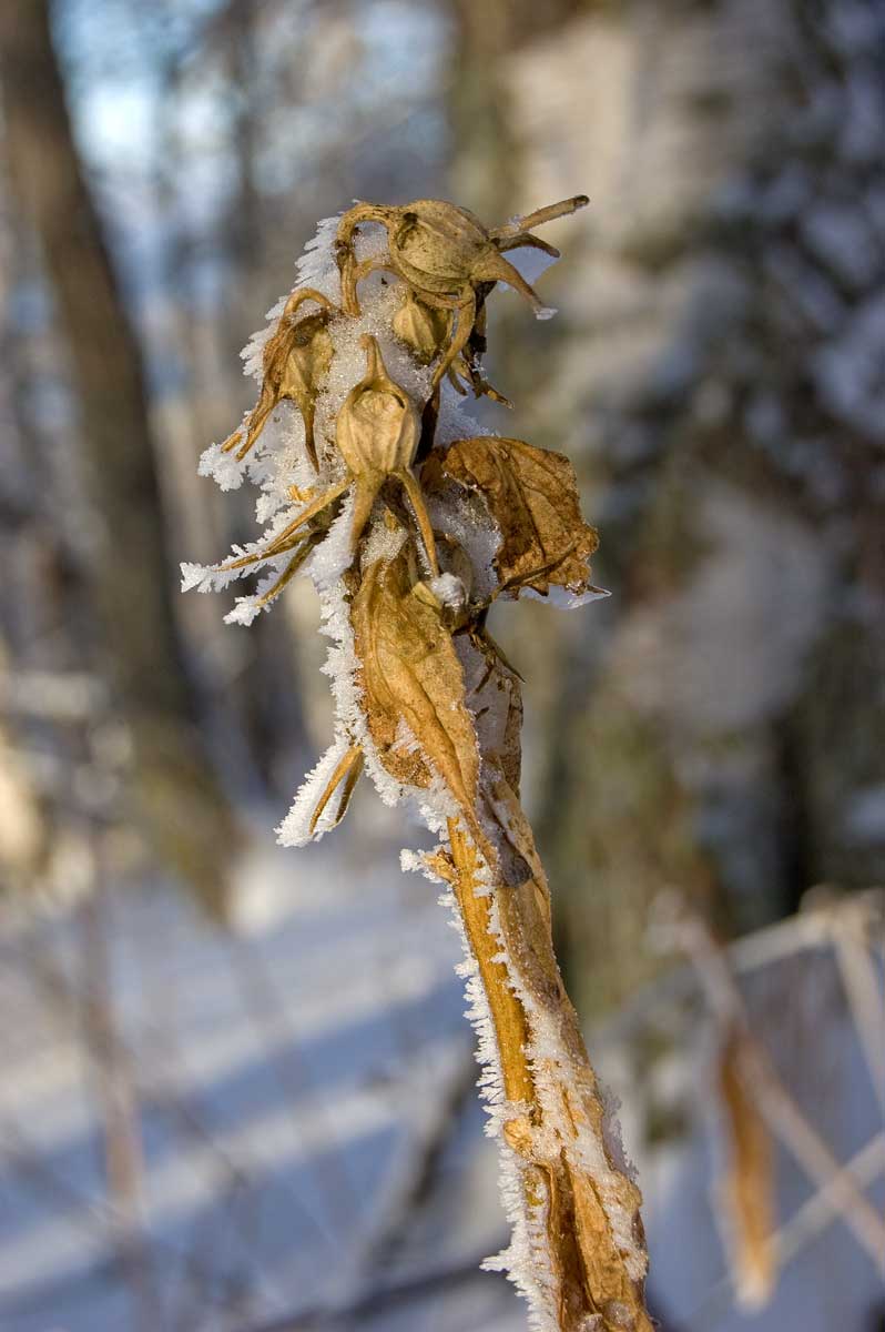 Изображение особи Campanula latifolia.