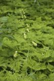 Aconitum umbrosum