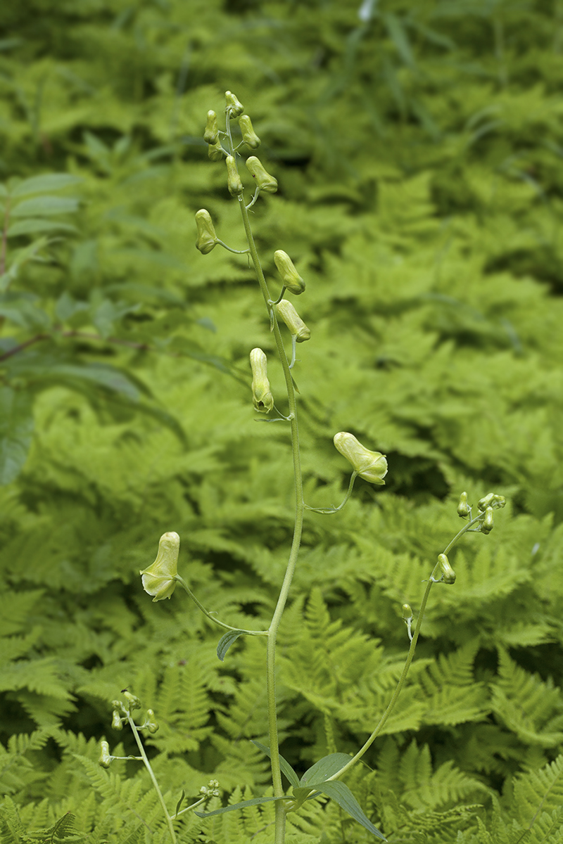 Изображение особи Aconitum umbrosum.