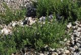Artemisia dracunculus. Расцветающие растения. Таджикистан, Фанские горы, верховья р. Чапдара, ≈ 2800 м н.у.м., каменистая осыпь. 30.08.2017.